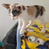 Liebe Katzenkinder Cali, Tina und Eddie