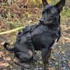 Marco ein kleiner Pinscher sucht sein Zuhause