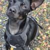 Marco ein kleiner Pinscher sucht sein Zuhause