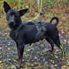 Marco ein kleiner Pinscher sucht sein Zuhause