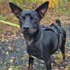 Marco ein kleiner Pinscher sucht sein Zuhause