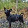 Marco ein kleiner Pinscher sucht sein Zuhause
