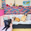 Bambu sucht ein Zuhause / Pflegestelle