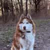🐾 Rudik sucht sein Für-immer-Zuhause 🐾