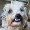 SMILEY-zauberhafter, liebenswürdiger Bichon-Mix-Rüde