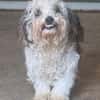 SMILEY-zauberhafter, liebenswürdiger Bichon-Mix-Rüde