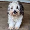 SMILEY-zauberhafter, liebenswürdiger Bichon-Mix-Rüde