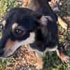 Primadonna, junge Pinscher Hündin