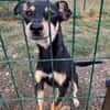 Primadonna, junge Pinscher Hündin