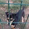 Primadonna, junge Pinscher Hündin