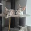Pure Energie  Yuki und Lilly in Lorch