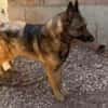 Rex ein liebevoller Schäferhund Sucht ein Zuhause