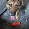 Rex ein liebevoller Schäferhund Sucht ein Zuhause