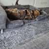 Rex ein liebevoller Schäferhund Sucht ein Zuhause