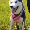 AMARA - junge clevere Husky-Hündin
