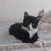 Milo Freundlicher Kater sucht Familie zum Kuscheln