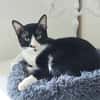 Milo Freundlicher Kater sucht Familie zum Kuscheln