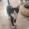Milo Freundlicher Kater sucht Familie zum Kuscheln