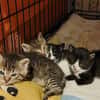 Milo Freundlicher Kater sucht Familie zum Kuscheln