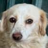 MILLY-zuckersüße, liebe, nette Mischlings-Hündin