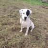 Nala sucht ein neues Zuhause