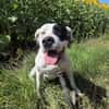 Nala sucht ein neues Zuhause