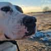 Nala sucht ein neues Zuhause
