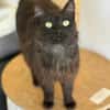 Ruhige Katze Pluma