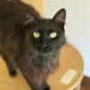 Ruhige Katze Pluma