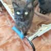 Ruhige Katze Pluma