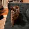 Ruhige Katze Pluma