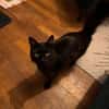 Ruhige Katze Pluma