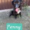 PENNY-hübsche, fröhliche Mischling-Hündin