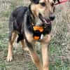 Lexi, lieber Welpe sucht neue Familie