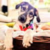 Gaia  sensibel, neugierig, auf der Suche nach Sicherheit