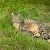 Junge temperamentvolle Katzen Lady mit besonderer Zeichnung
