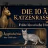 Junge temperamentvolle Katzen Lady mit besonderer Zeichnung