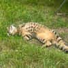 Junge temperamentvolle Katzen Lady mit besonderer Zeichnung