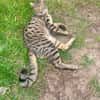 Junge temperamentvolle Katzen Lady mit besonderer Zeichnung