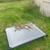 Junge temperamentvolle Katzen Lady mit besonderer Zeichnung