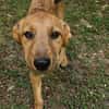 Max, ausgeglichener Welpe sucht Familie