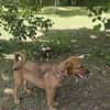 Max, ausgeglichener Welpe sucht Familie