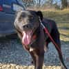Luna, verspieltes Hundemädchen sucht Zuh