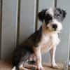 OREO-verschmuster,zuckersüßer Bichon-Mix-Rüde