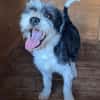OREO-verschmuster,zuckersüßer Bichon-Mix-Rüde