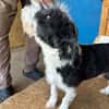 OREO-verschmuster,zuckersüßer Bichon-Mix-Rüde
