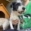 OREO-verschmuster,zuckersüßer Bichon-Mix-Rüde