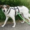 Elric ist ein wunderbarer, offener Hund!