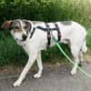 Elric ist ein wunderbarer, offener Hund!