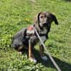 Codin, verspielter Welpe sucht Zuhause